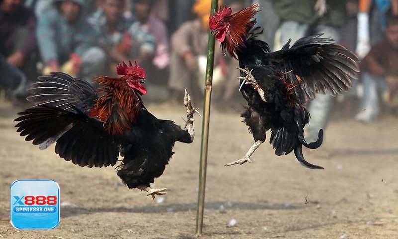 Đá Gà X888 - Thanh toán linh hoạt, rút tiền nhanh và rõ ràng