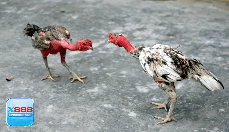 Đá Gà Online - Đá Gà Online và những trường gà được nhắc nhiều