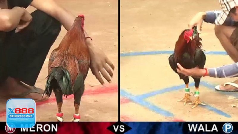 Đá Gà Thomo - Livestream ổn định, góc quay rõ cho người mới