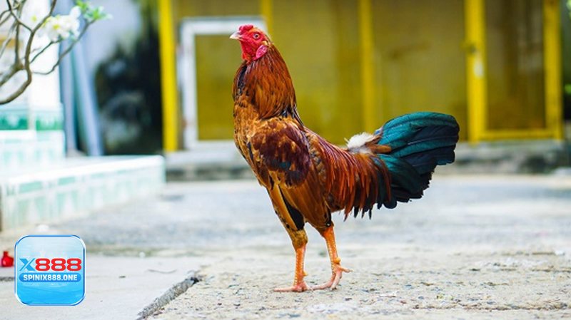 Đá Gà X888 - Cựa dao và cựa sắt: nhịp trận nhanh, biến số lớn